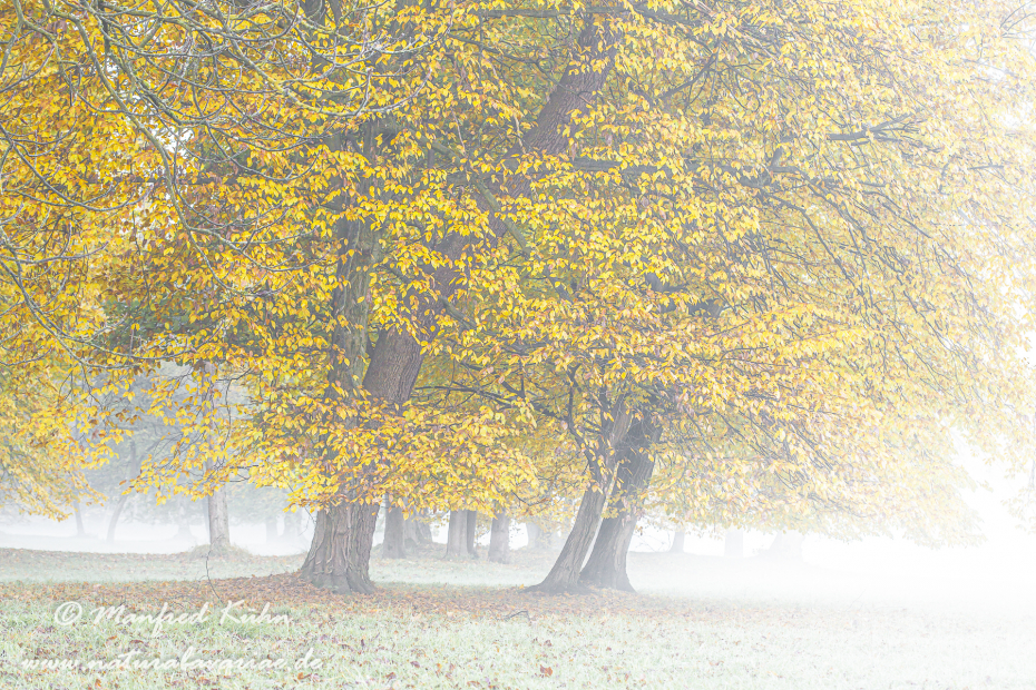 Herbst (Morgennebel)_0006