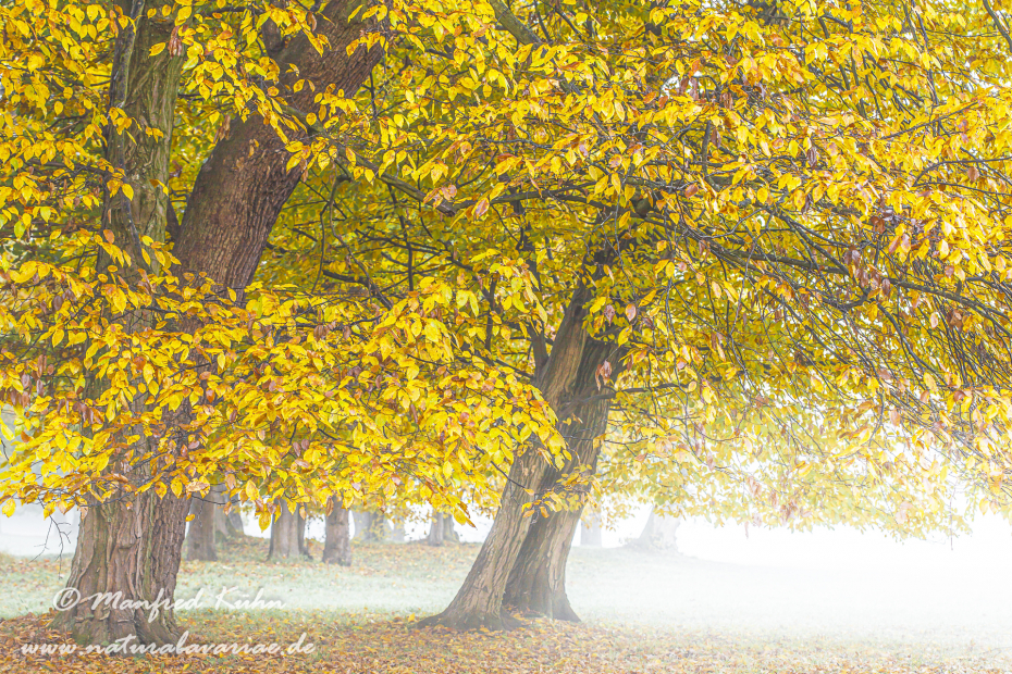 Herbst (Morgennebel)_0007