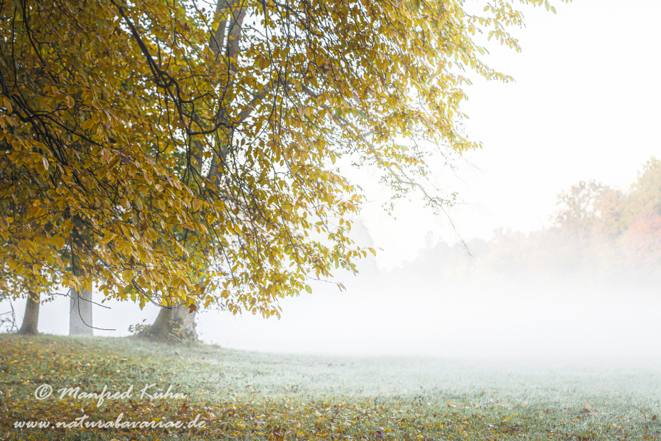 Herbst (Morgennebel)_0010