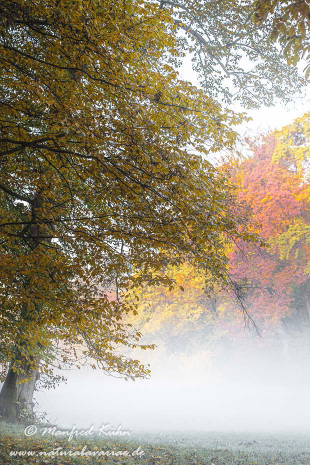 Herbst (Morgennebel)_0013