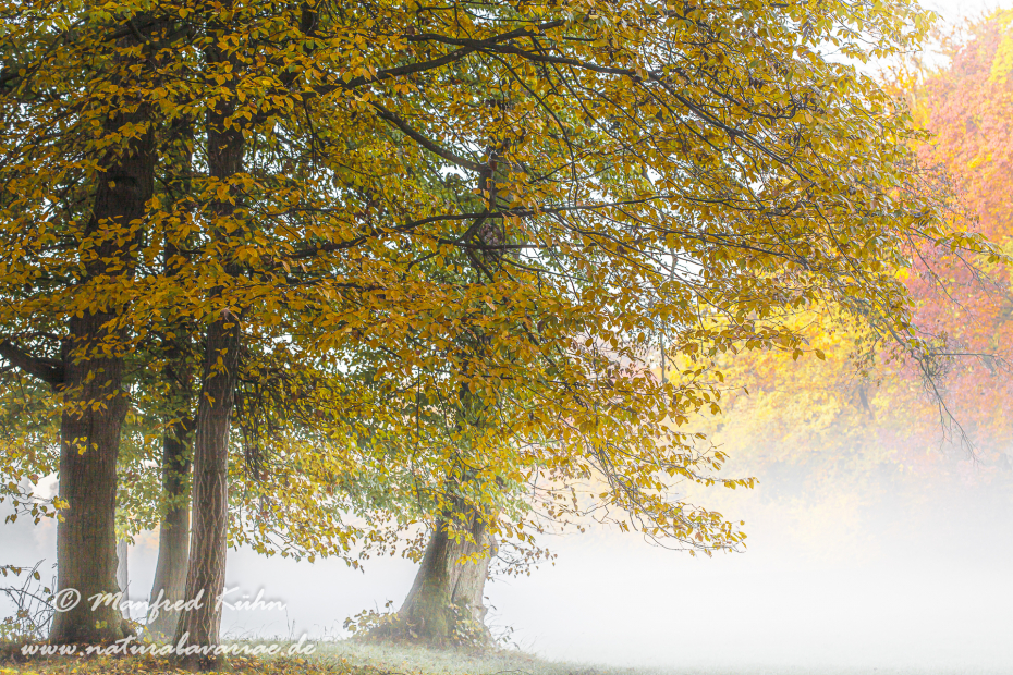 Herbst (Morgennebel)_0014