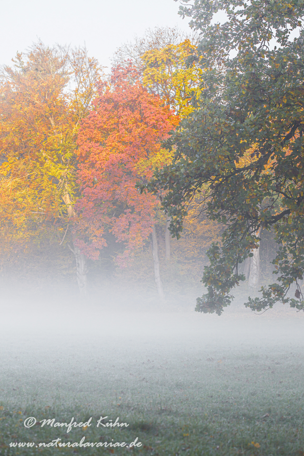 Herbst (Morgennebel)_0016