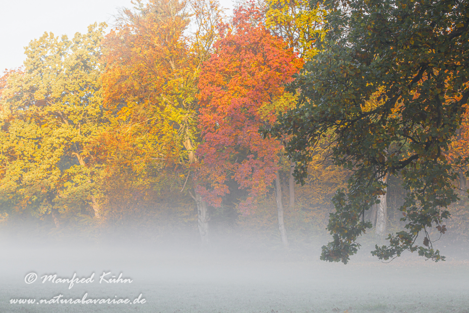 Herbst (Morgennebel)_0017