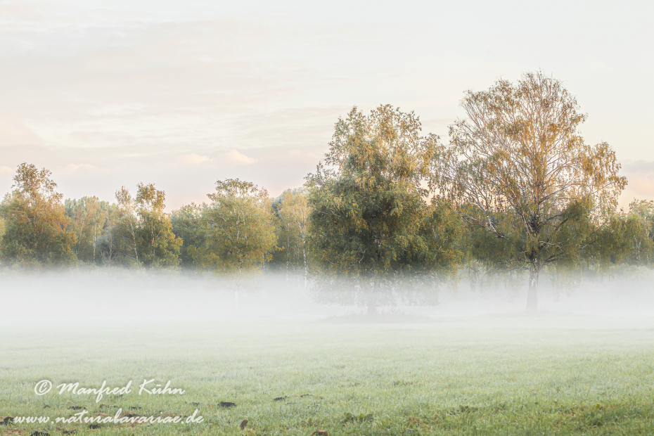 Herbst (Morgennebel)_0020