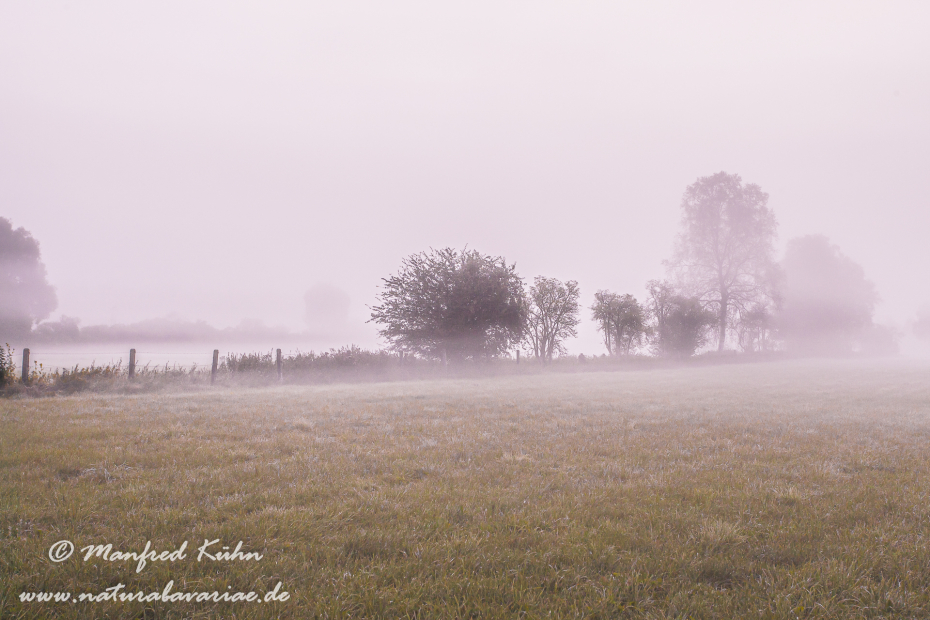 Herbst (Morgennebel)_0024