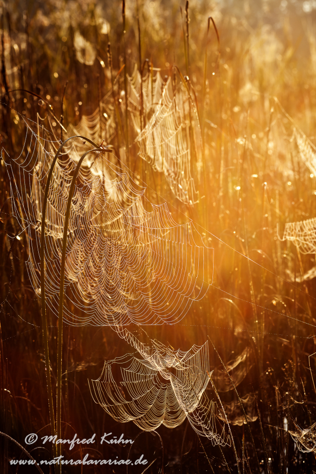 Herbst (Spinnennetz)_0003