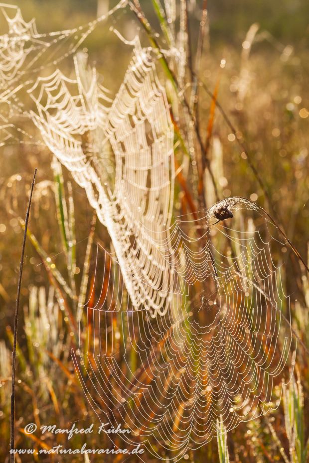 Herbst (Spinnennetz)_0007