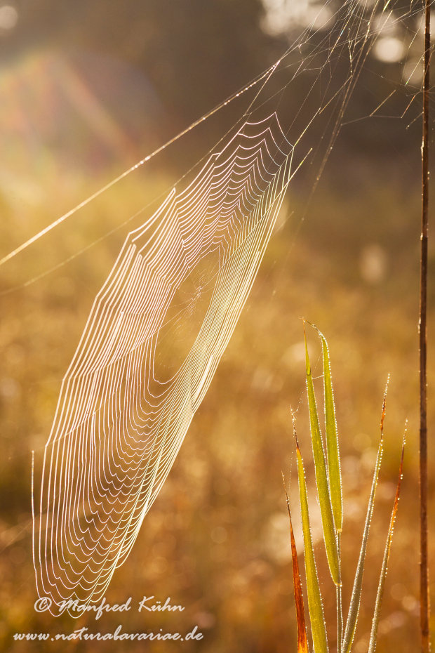 Herbst (Spinnennetz)_0008