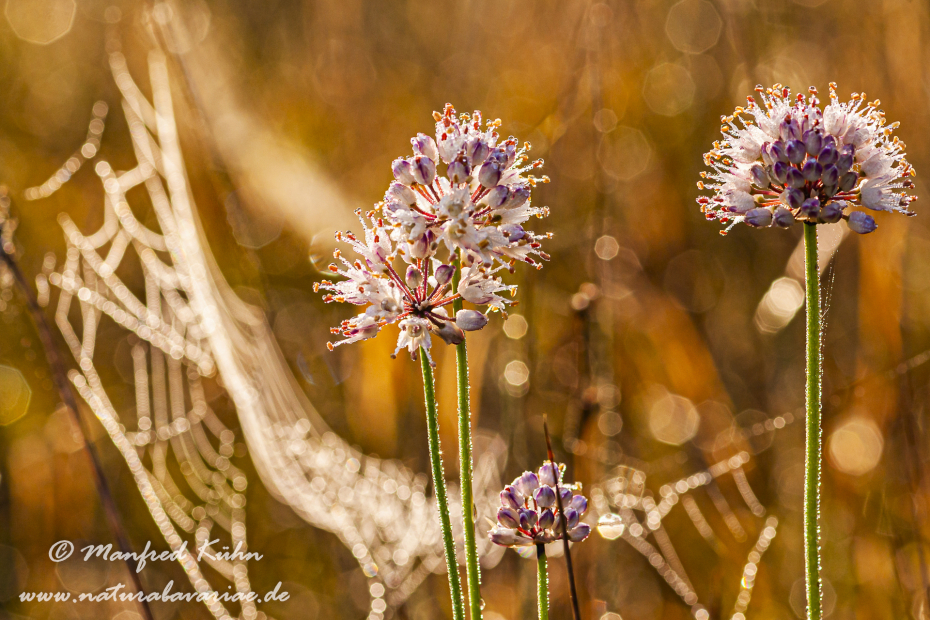 Herbst (Spinnennetz)_0010