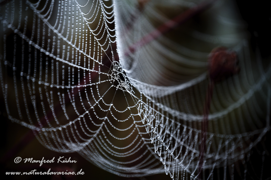 Herbst (Spinnennetz)_0023