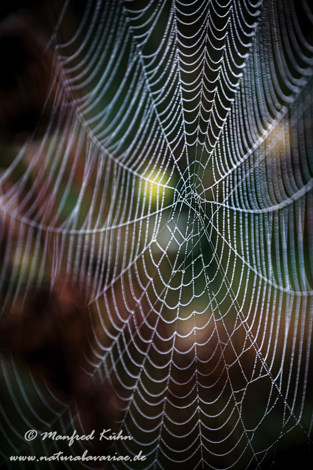 Herbst (Spinnennetz)_0026