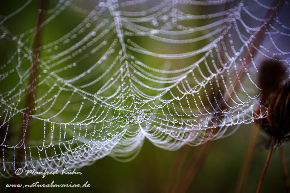 Herbst (Spinnennetz)_0029