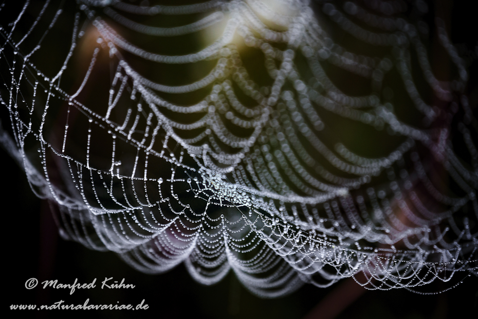 Herbst (Spinnennetz)_0031