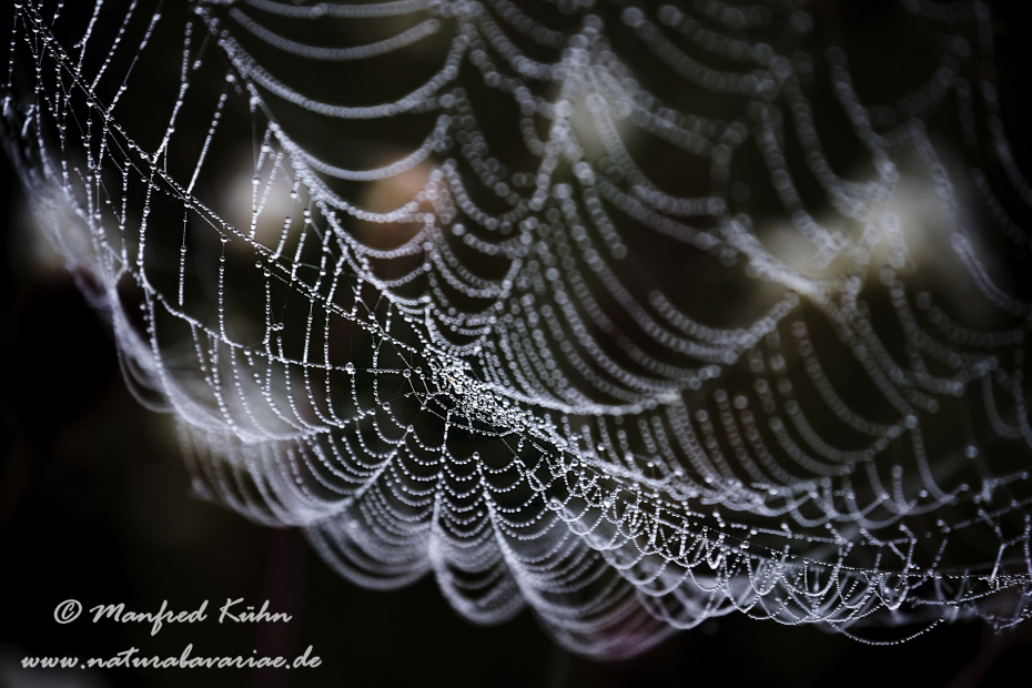 Herbst (Spinnennetz)_0033