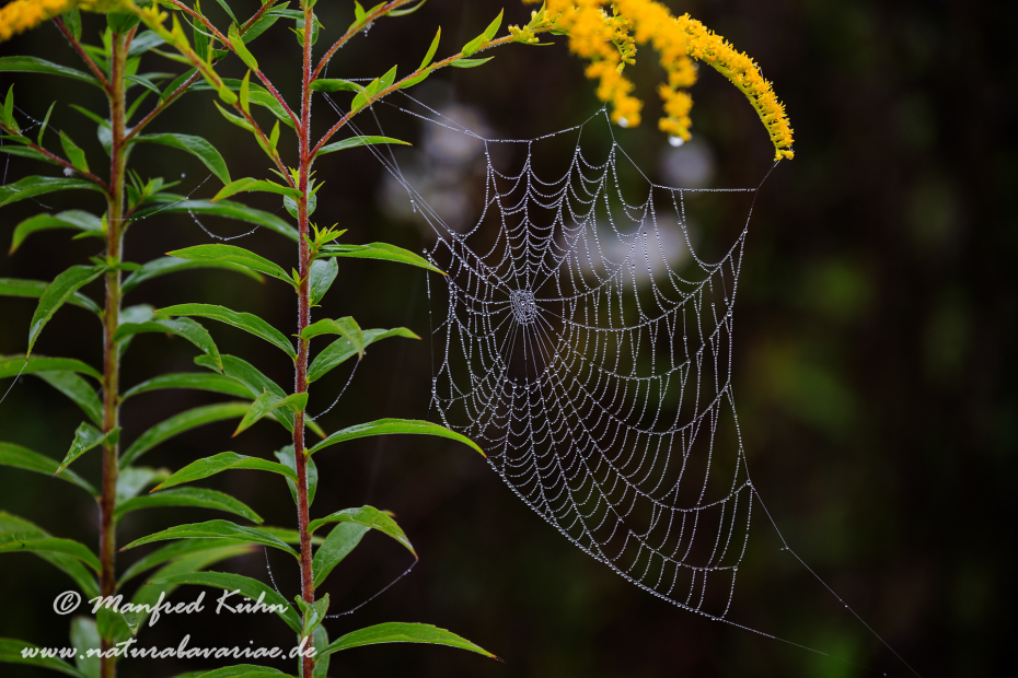 Herbst (Spinnennetz)_0037