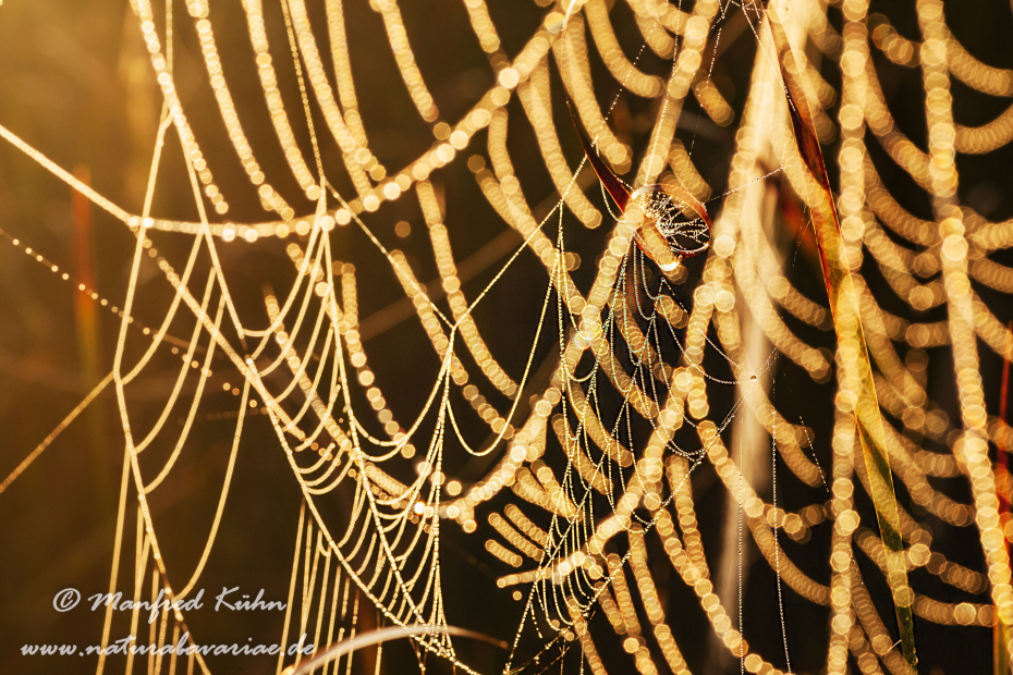 Herbst (Spinnennetz)_0011