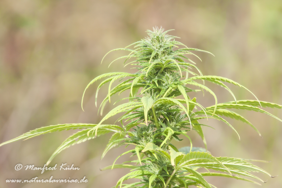 Cannabis ()_0001