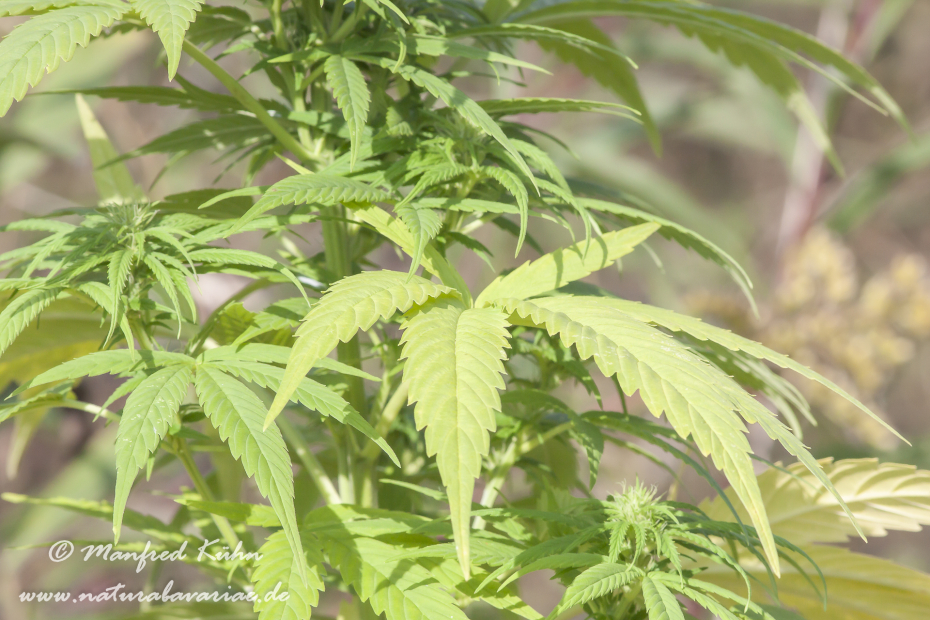 Cannabis ()_0005