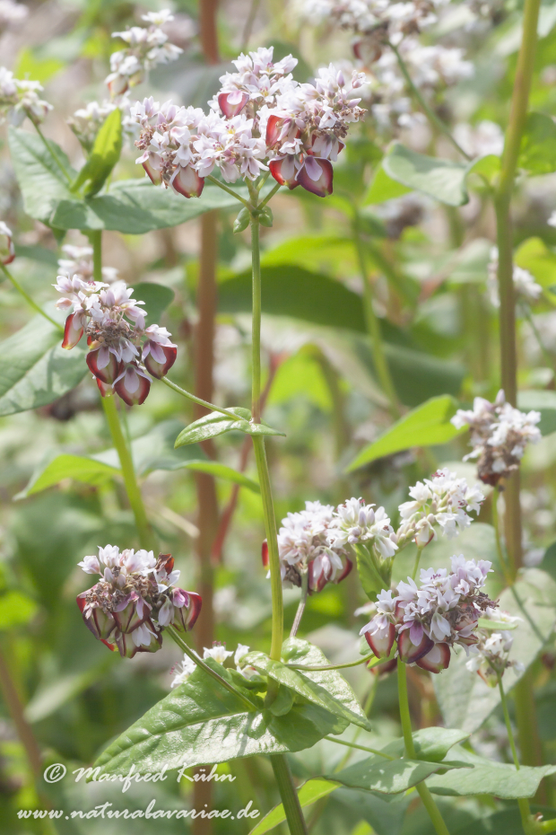 Buchweizen ()_0001