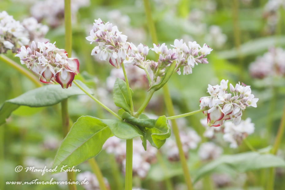Buchweizen ()_0002