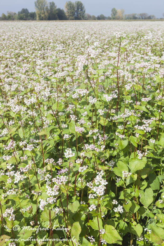 Buchweizen ()_0005
