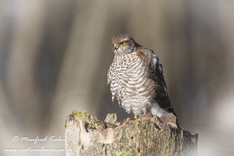 Sperber ()_0027