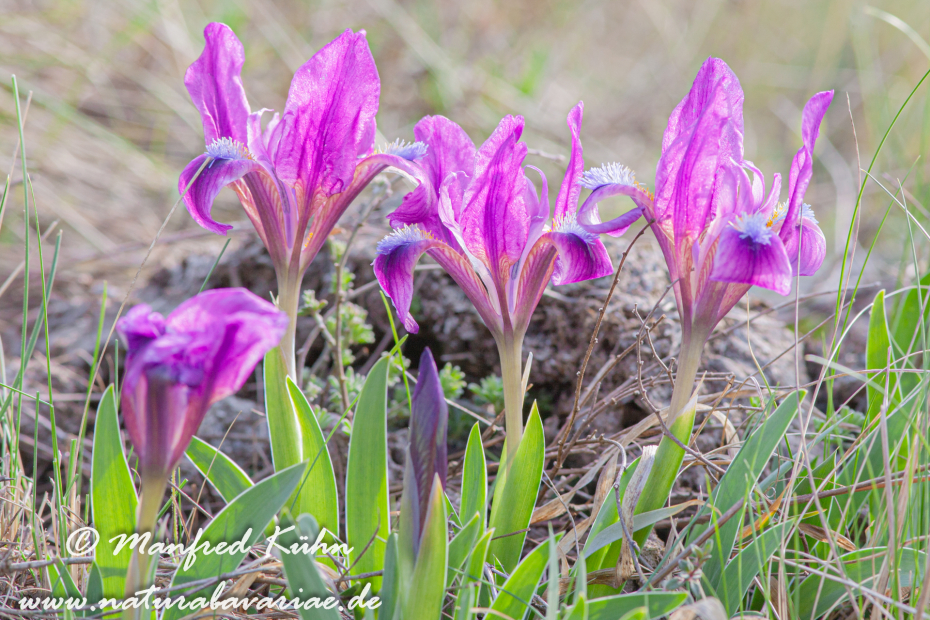 Iris (Zwergiris)_0002