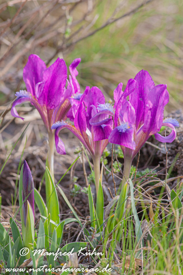 Iris (Zwergiris)_0003