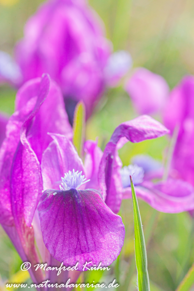 Iris (Zwergiris)_0015