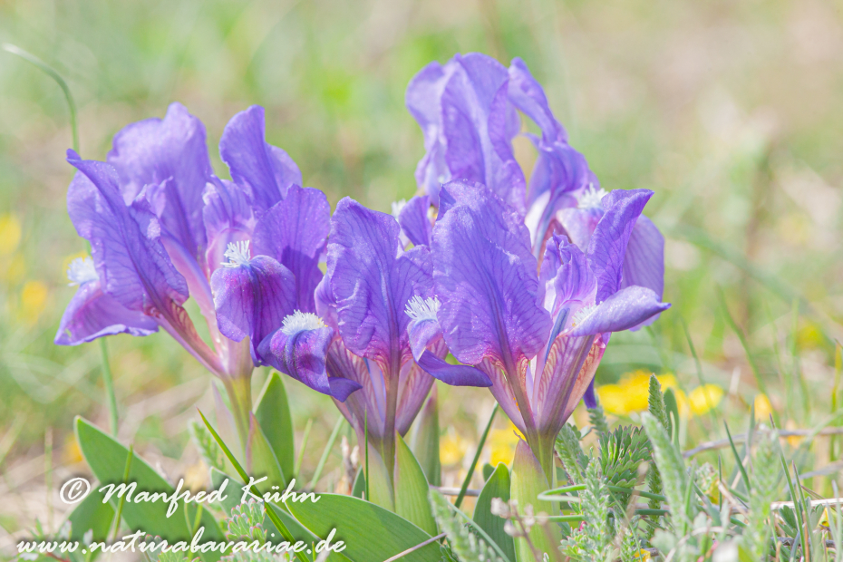 Iris (Zwergiris)_0020