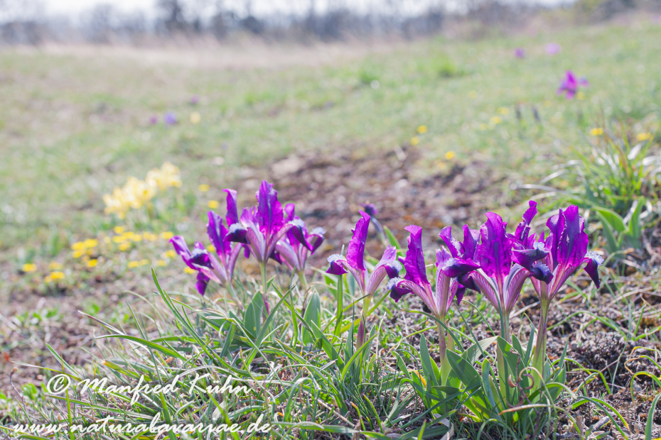 Iris (Zwergiris)_0025