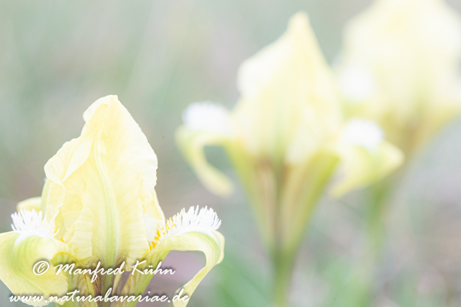 Iris (Zwergiris)_0028