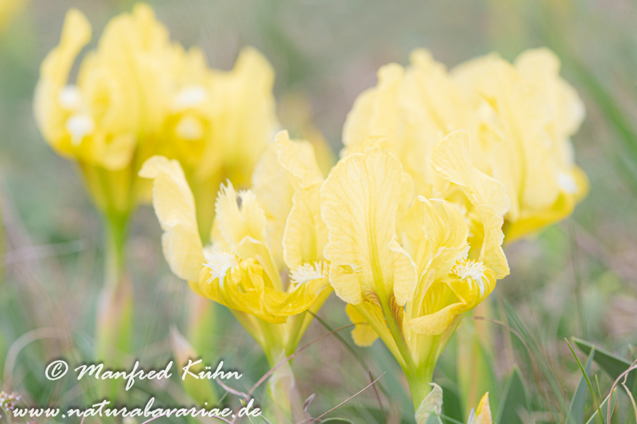Iris (Zwergiris)_0029