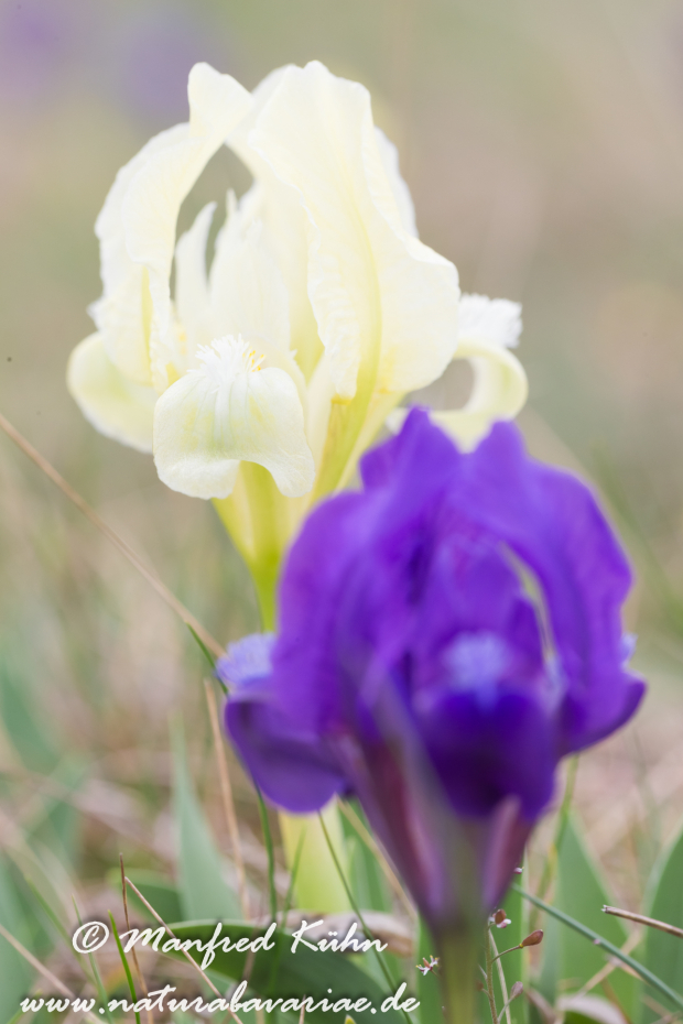 Iris (Zwergiris)_0030