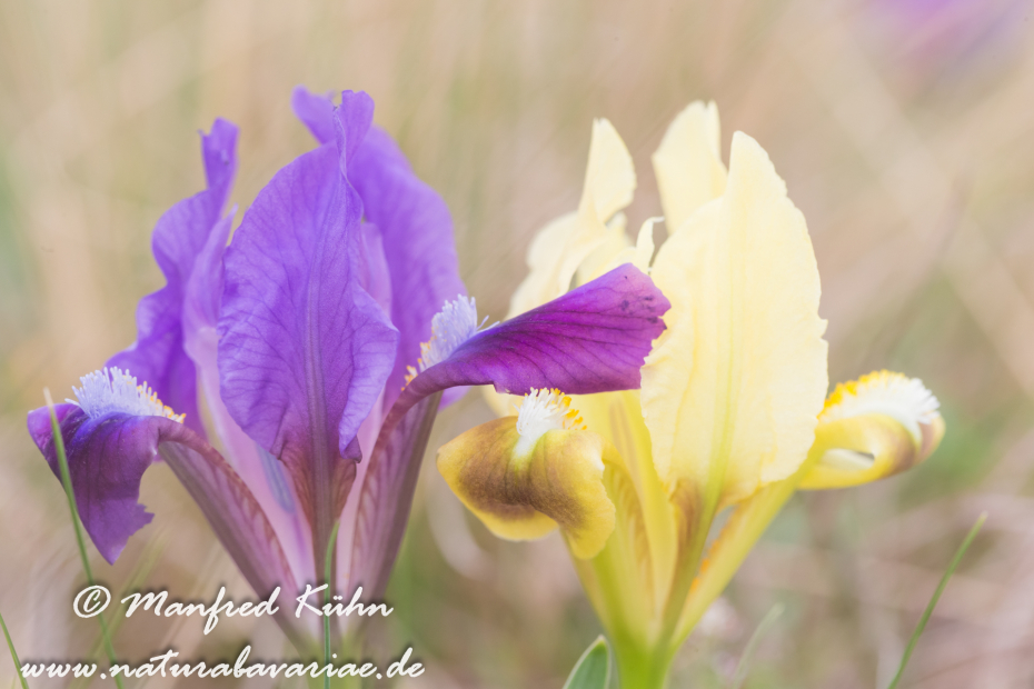 Iris (Zwergiris)_0032