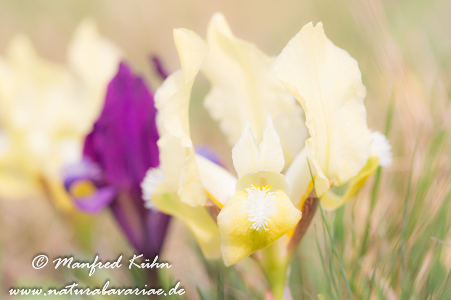 Iris (Zwergiris)_0042