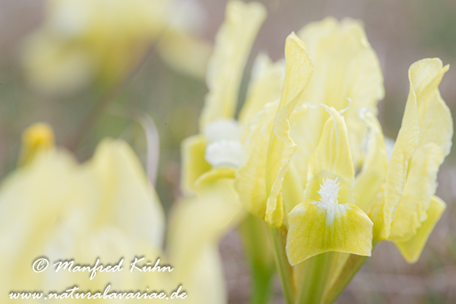 Iris (Zwergiris)_0043