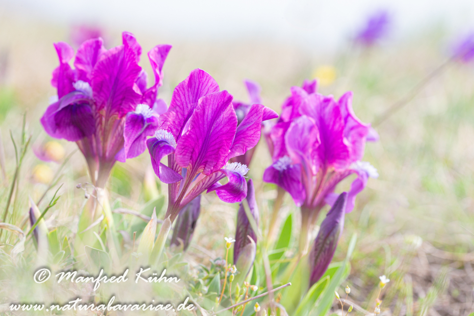 Iris (Zwergiris)_0045
