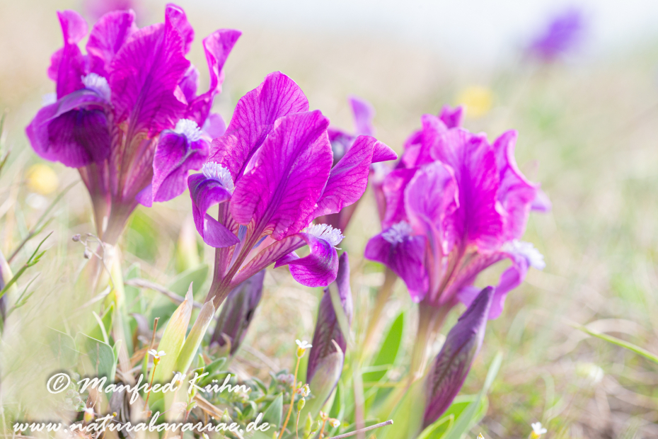 Iris (Zwergiris)_0046