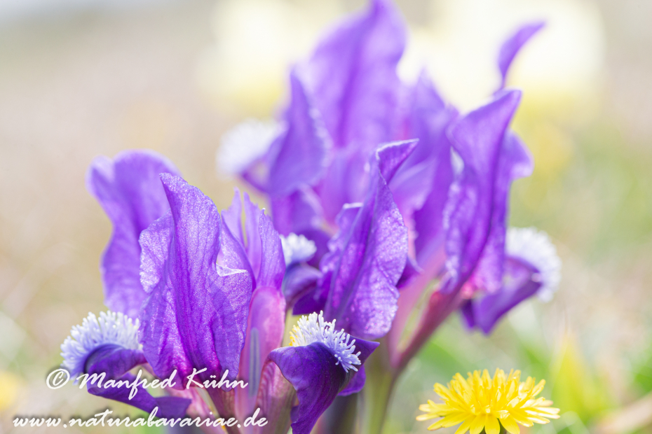 Iris (Zwergiris)_0047