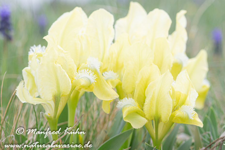 Iris (Zwergiris)_0051