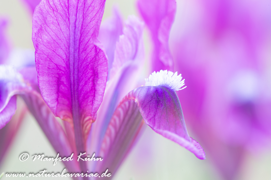 Iris (Zwergiris)_0055