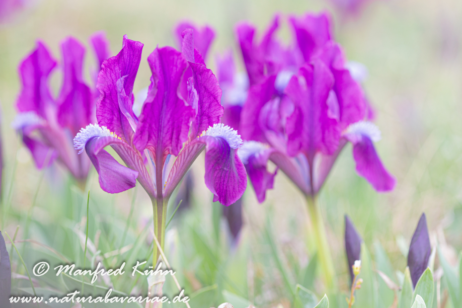 Iris (Zwergiris)_0056