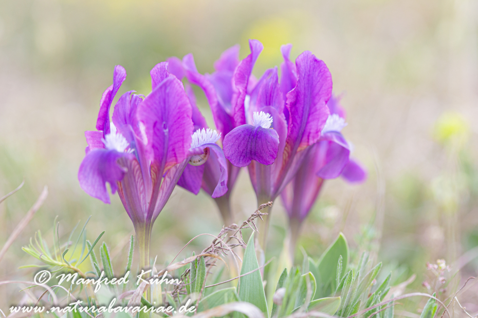 Iris (Zwergiris)_0060