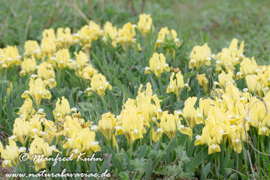 Iris (Zwergiris)_0061