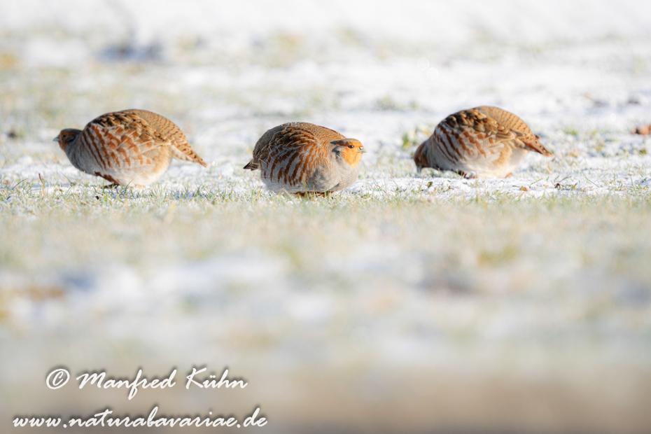 Rebhuhn ()_0065