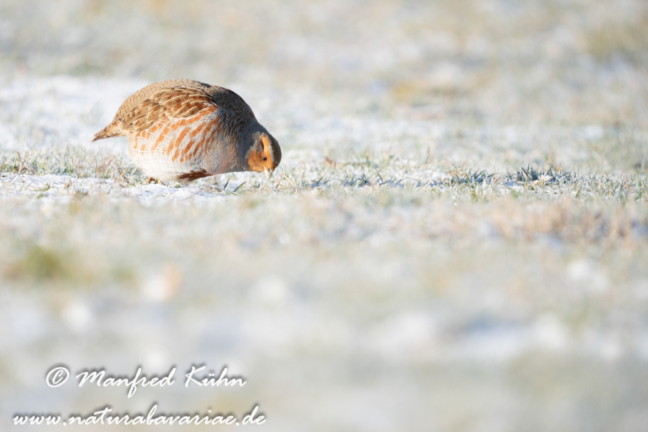 Rebhuhn ()_0079