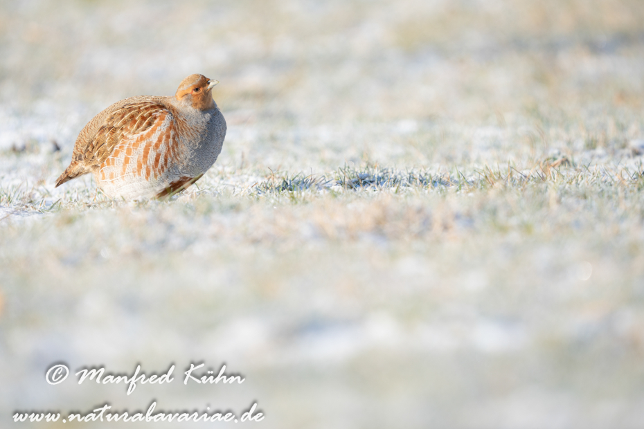 Rebhuhn ()_0082