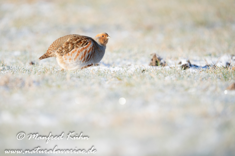 Rebhuhn ()_0089