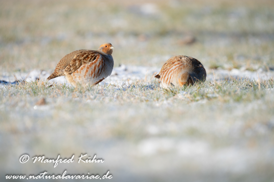 Rebhuhn ()_0090